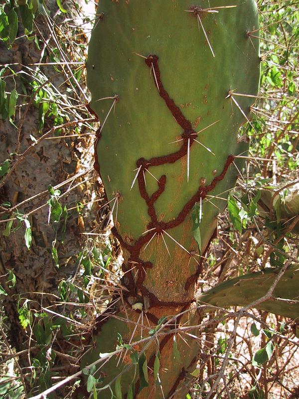 556 Cactus with termites